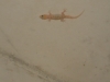 Gecko