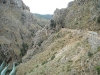 Topolinia1